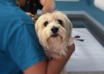 immune-mediated polyarthritis