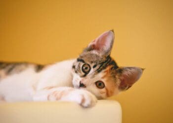 Do Cats Sweat? Decoding How Your Feline Stays Cool