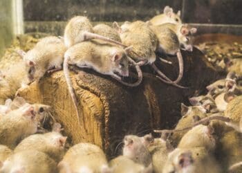 How to get rid of mouse home remedies?