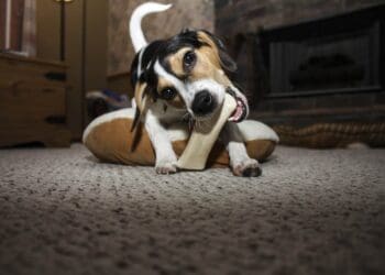 are beef bones safe for dogs