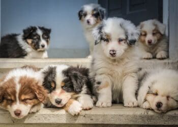 How to treat ringworm in dogs