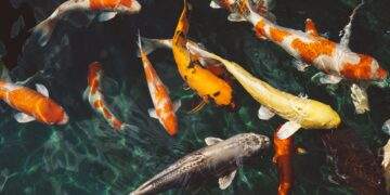 What Fish Is Best for Lowering Cholesterol? - 10 Heart-Healthy Fish 17 what fish is best for lowering cholesterol?