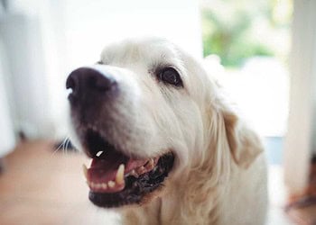 Can Dogs Chew Bones – 5 Facts to Know