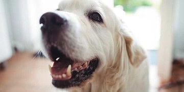 Can Dogs Chew Bones – 5 Facts to Know